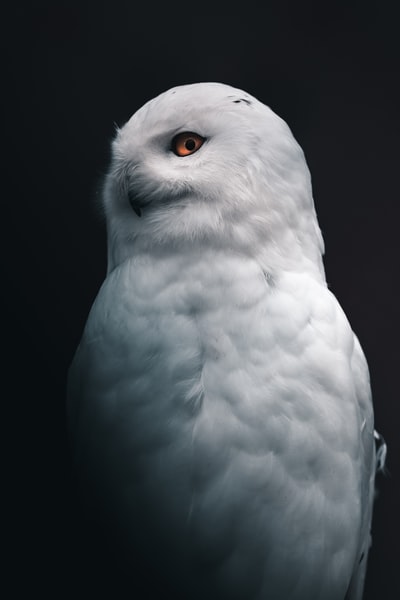 白猫头鹰